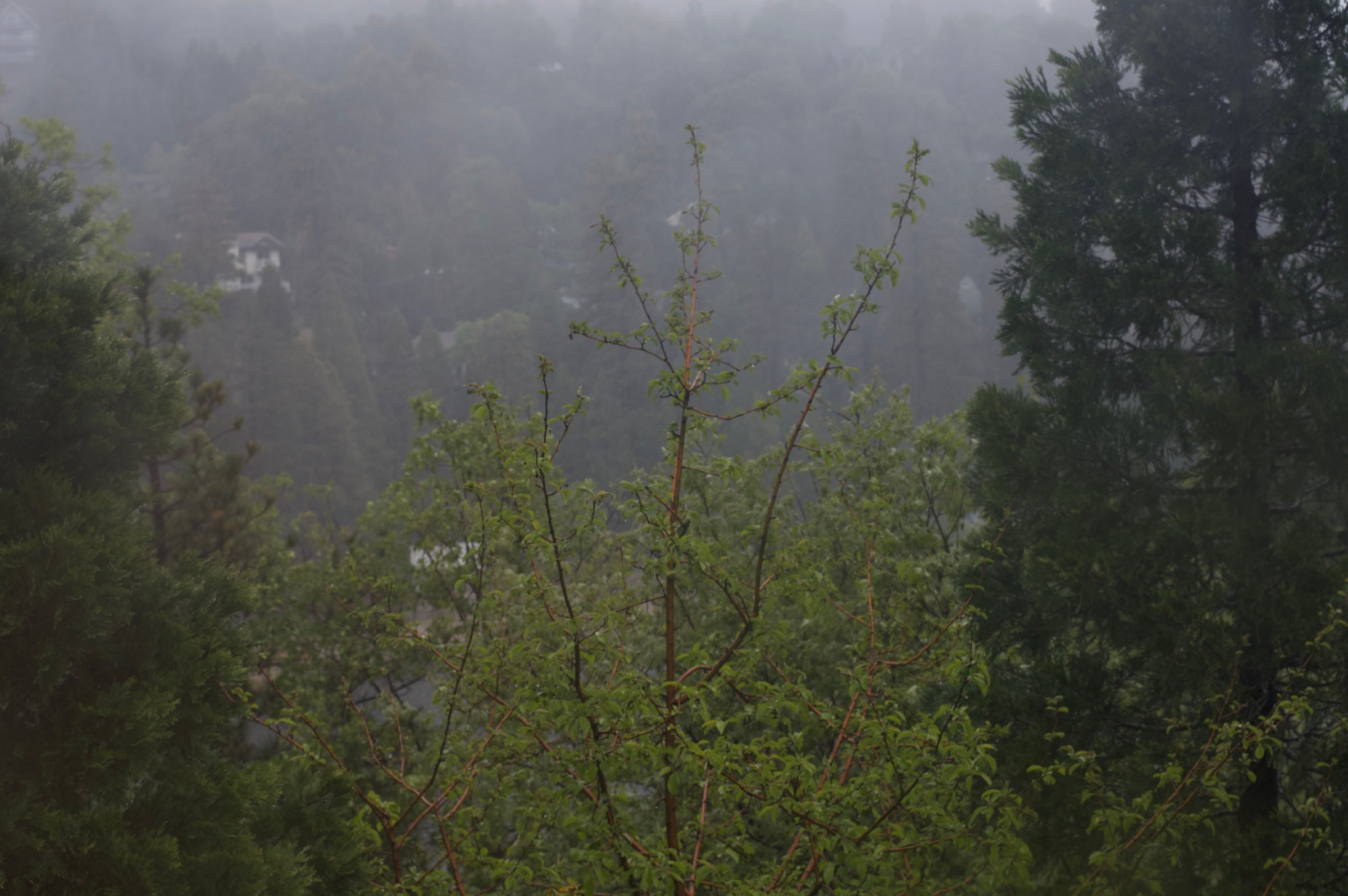 Mist drifting between a wooded hillside and bright green branches.