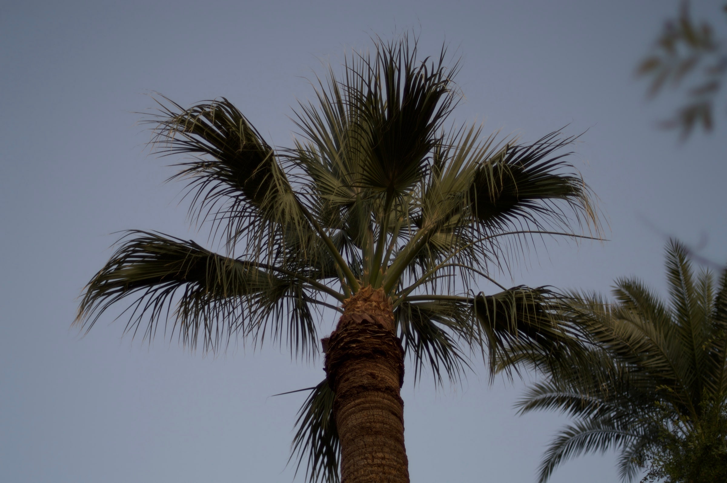 Palm fronds spreading against a pale evening sky.