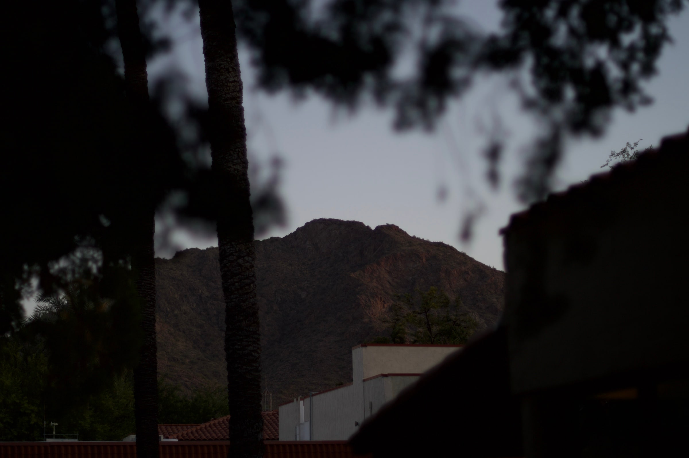 A distant rocky ridge framed by a palm trunk and dark foreground shapes.