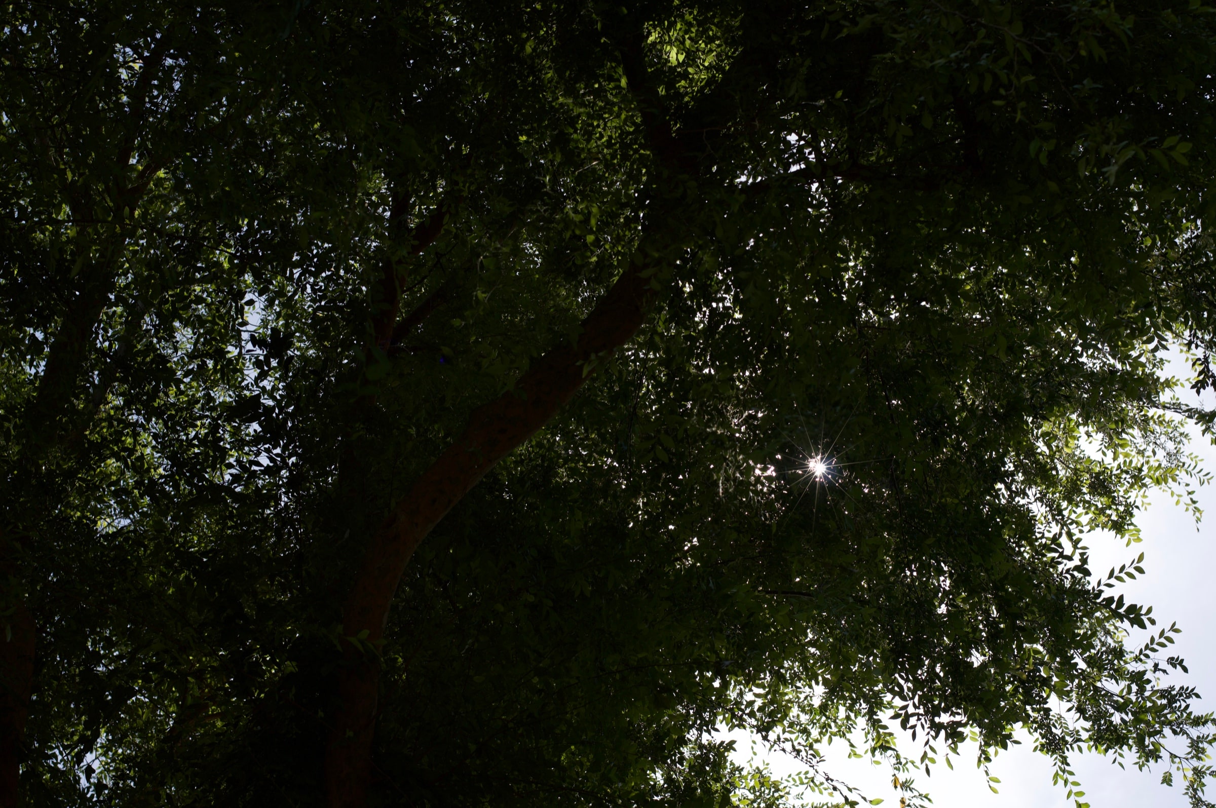The sun appearing as a point of light through a shadowed tree canopy.