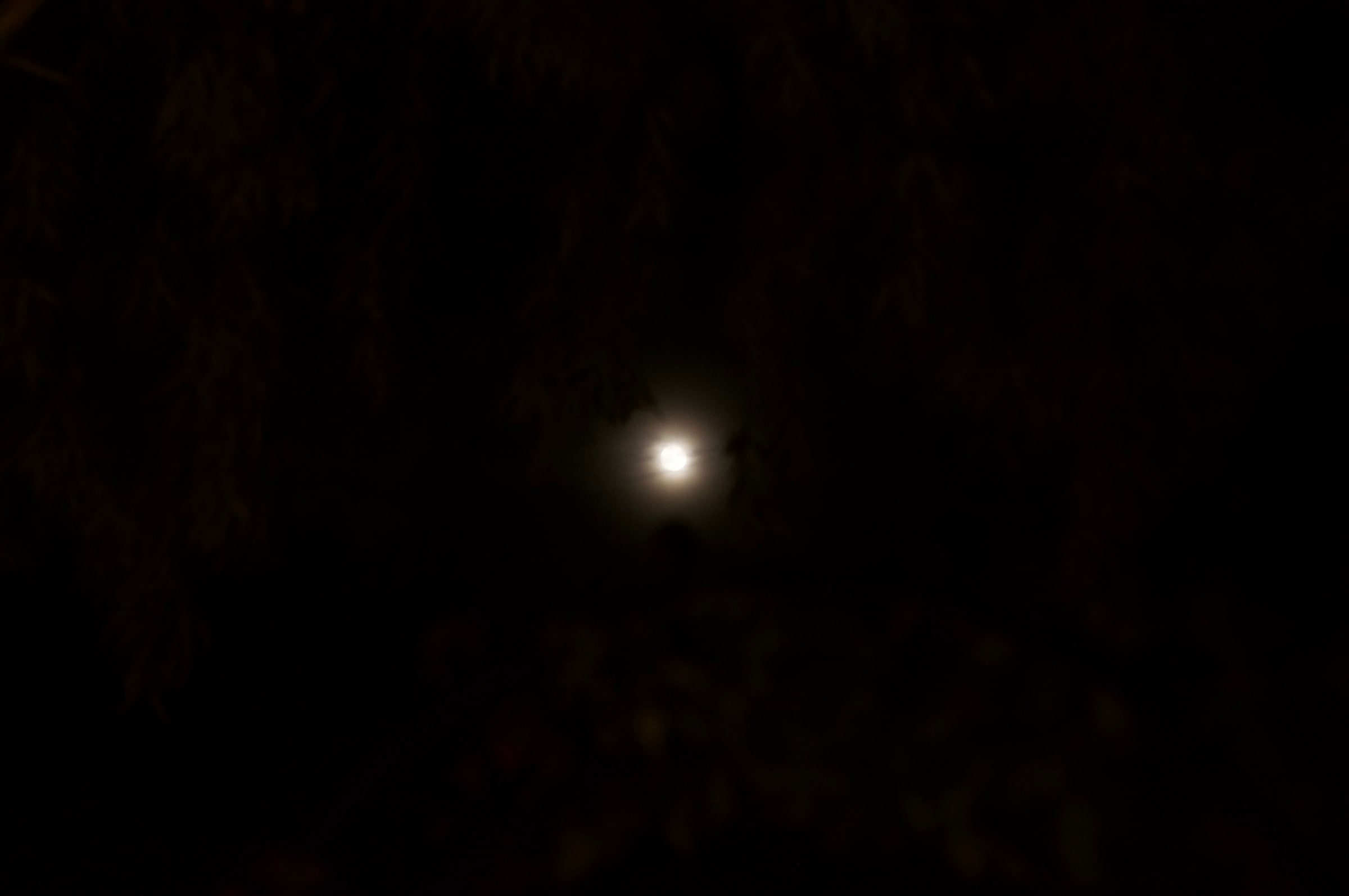 Moonlight glimpsed between dark trees.