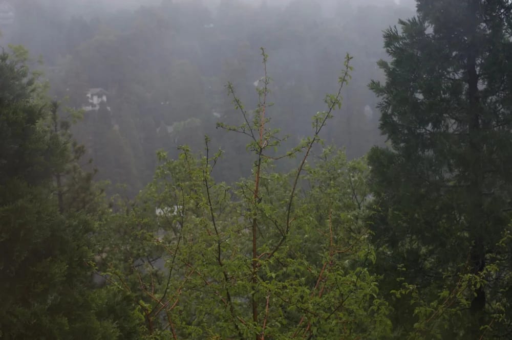 Mist drifting between a wooded hillside and bright green branches.