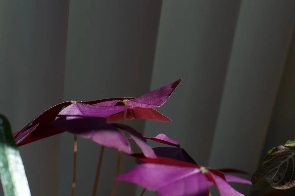 Purple leaves extending toward a pale window frame.