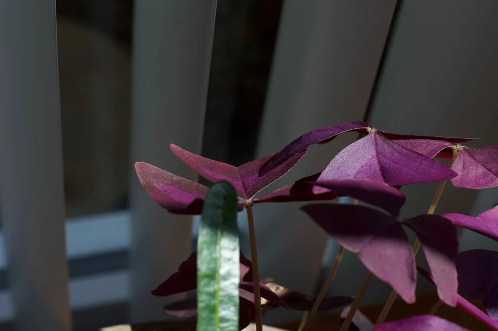 Purple triangular leaves catching window light.