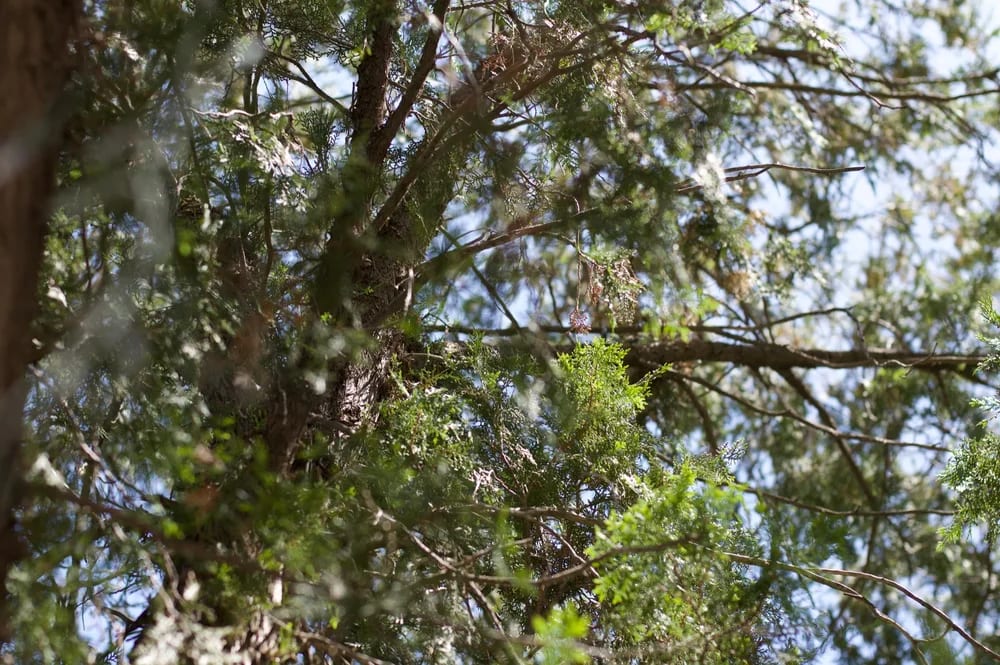 Sunlit branches and fine leaves overlapping against the sky.