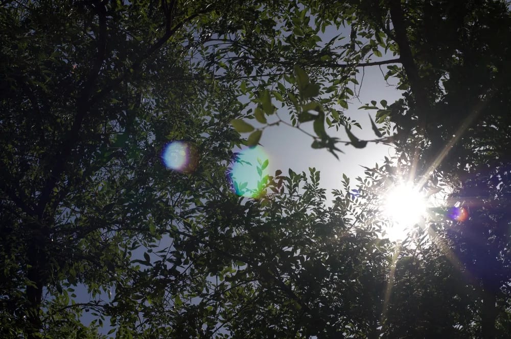 Direct sunlight and colored lens flare breaking through leaves.