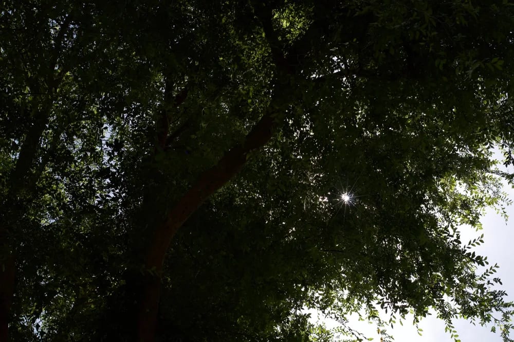 The sun appearing as a point of light through a shadowed tree canopy.