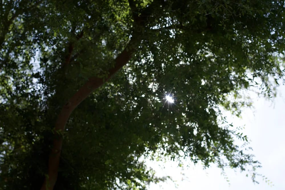 A broad tree trunk rising into foliage and open sky.
