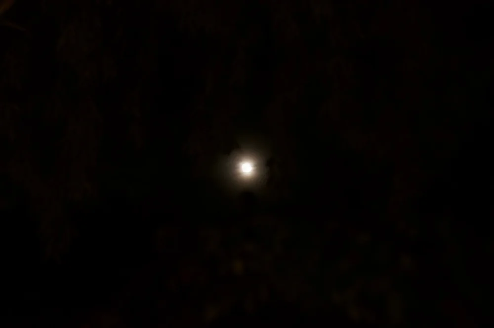 Moonlight glimpsed between dark trees.