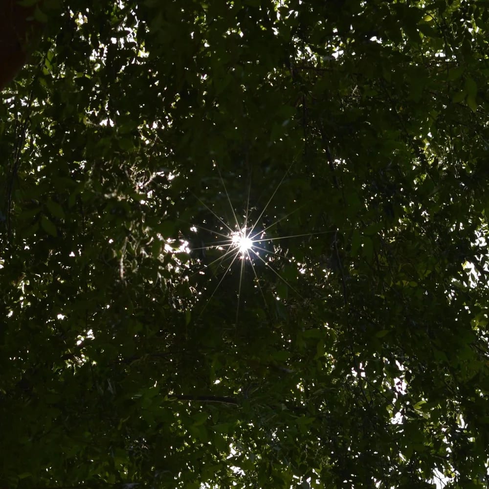 A small star of sunlight caught in a dense green canopy.